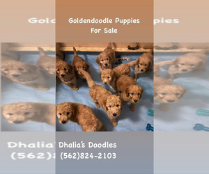 Goldendoodle Puppy for Sale in BREA, California USA