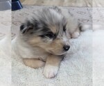 Puppy Milo Great Dane