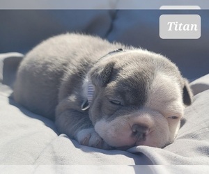 Boston Terrier Puppy for sale in POMEROY, OH, USA