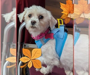 Maltipoo (Miniature) Dogs for adoption in Caldwell, NJ, USA
