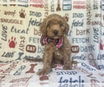 Small #8 Cavapoo