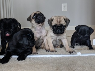 Pug Puppy for sale in LEXINGTON PARK, MD, USA