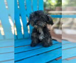 Small #2 Mutt