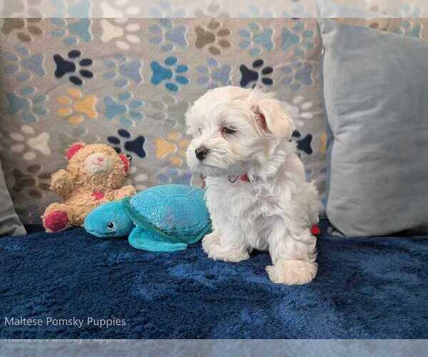 Medium Photo #19 Maltese Puppy For Sale in OCALA, FL, USA