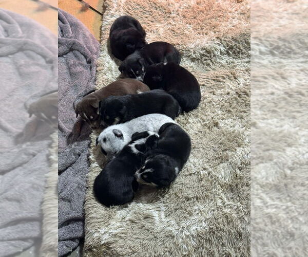 Medium Photo #2 Alaskan Malamute Puppy For Sale in Aurora, IN, USA