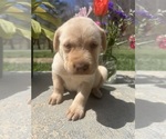 Small #3 Labrador Retriever