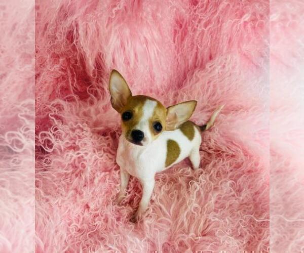 Medium Photo #4 Chihuahua Puppy For Sale in MIAMI, FL, USA