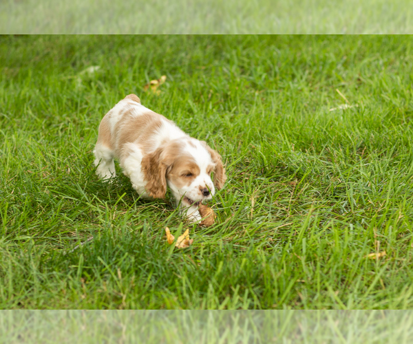 Medium Photo #22 Cocker Spaniel Puppy For Sale in NAPPANEE, IN, USA