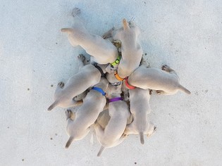 Weimaraner Puppy for sale in Shanty Bay, Ontario, Canada
