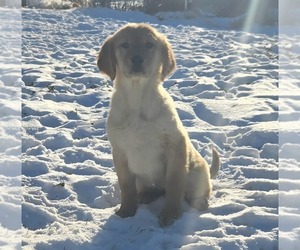 Golden Retriever Puppy for sale in RIGA, MI, USA