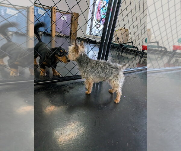 Medium Photo #2 Mutt Puppy For Sale in Vail, AZ, USA