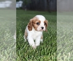 Small #1 Cavalier King Charles Spaniel