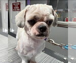 Small Shih Tzu