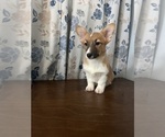 Small #25 Pembroke Welsh Corgi