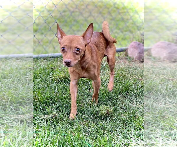 Medium Photo #3 Chihuahua-Unknown Mix Puppy For Sale in Estherville, IA, USA