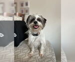 Small #2 Lhasa Apso Mix
