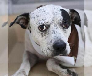 Mutt Dogs for adoption in San Antonio, TX, USA