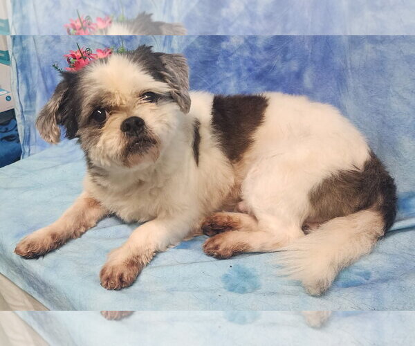 Medium Photo #3 Shih Tzu Puppy For Sale in Wetumpka, AL, USA