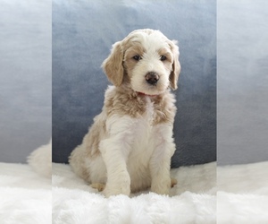 Goldendoodle Puppy for sale in CHERRY CREEK, NY, USA
