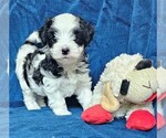 Small Photo #10 Morkie Puppy For Sale in HOLLAND, MI, USA
