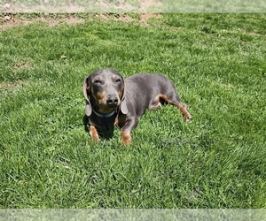 Dachshund Puppy for sale in TOWER CITY, PA, USA