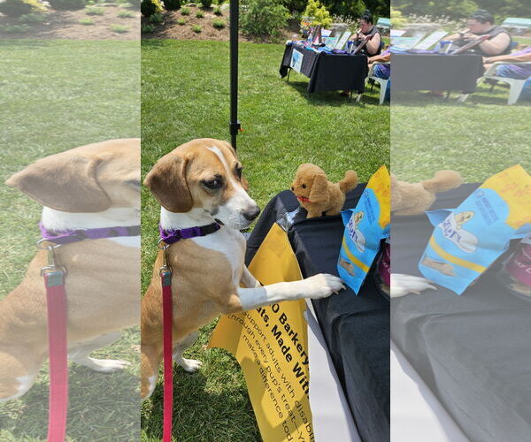 Medium Photo #4 Beagle Puppy For Sale in Thomasville, NC, USA