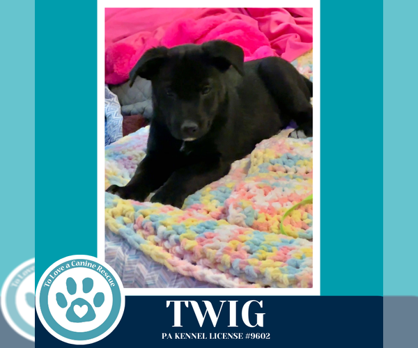 Medium Photo #2 Border Collie-Unknown Mix Puppy For Sale in Kimberton, PA, USA