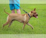 Small #4 American Staffordshire Terrier-Chinese Shar-Pei Mix