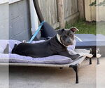 Small American Pit Bull Terrier