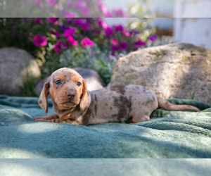 Dachshund Puppy for sale in ROME CITY, IN, USA