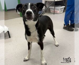 Mocha - Male Labrador Retriever-Unknown Mix Dog for Adoption - Photo #2