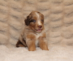 Small #6 Australian Retriever