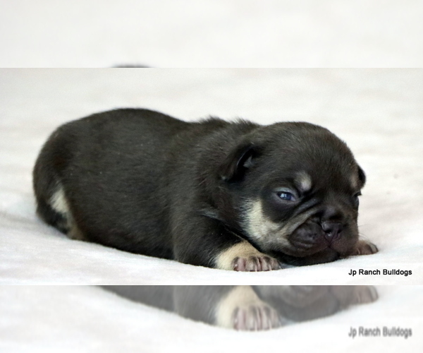 Medium Photo #6 French Bulldog Puppy For Sale in WINNSBORO, TX, USA