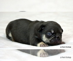 Small #4 French Bulldog