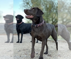 Mother of the Labrador Retriever puppies born on 03/10/2025