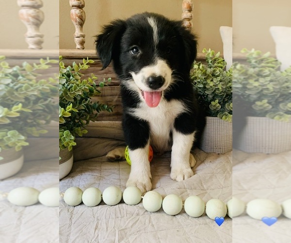 Medium Photo #8 Border Collie Puppy For Sale in RIPON, CA, USA