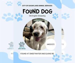 Old English Sheepdog-Unknown Mix Dogs for adoption in Sugar Land, TX, USA