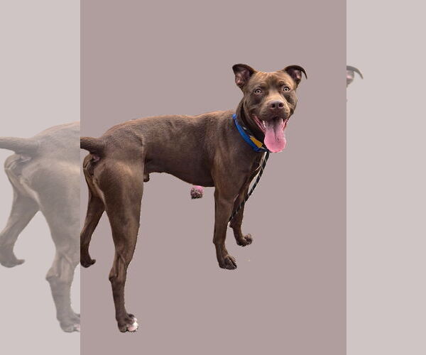 Medium Photo #2 American Pit Bull Terrier Puppy For Sale in Crandall, GA, USA