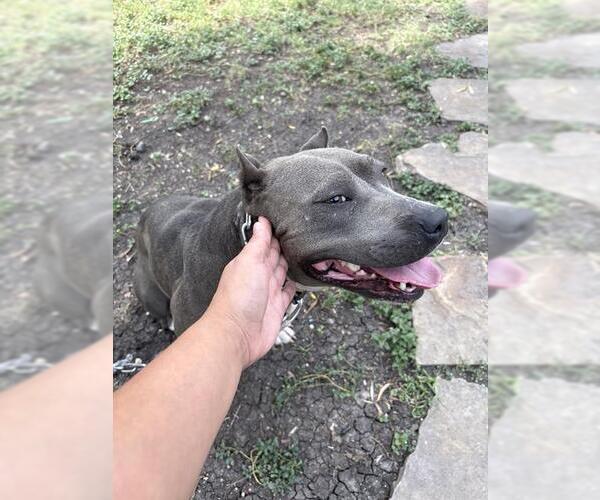 Medium Photo #1 American Staffordshire Terrier-Unknown Mix Puppy For Sale in San Antonio, TX, USA