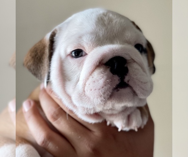 Medium Photo #2 Bulldog Puppy For Sale in NORCO, CA, USA