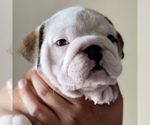 Small Photo #2 Bulldog Puppy For Sale in NORCO, CA, USA