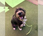 MIKE - Male Border Collie-German Wirehaired Pointer Mix Dog for Adoption - Small photo