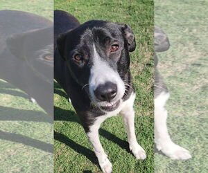 Mutt Dogs for adoption in Royse City, TX, USA