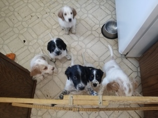 English Setter Puppy for sale in HASTINGS, MN, USA
