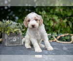Small #1 Goldendoodle (Miniature)