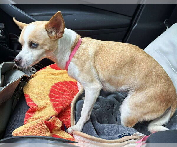 Medium Photo #6 Chihuahua-Unknown Mix Puppy For Sale in Boonton, NJ, USA