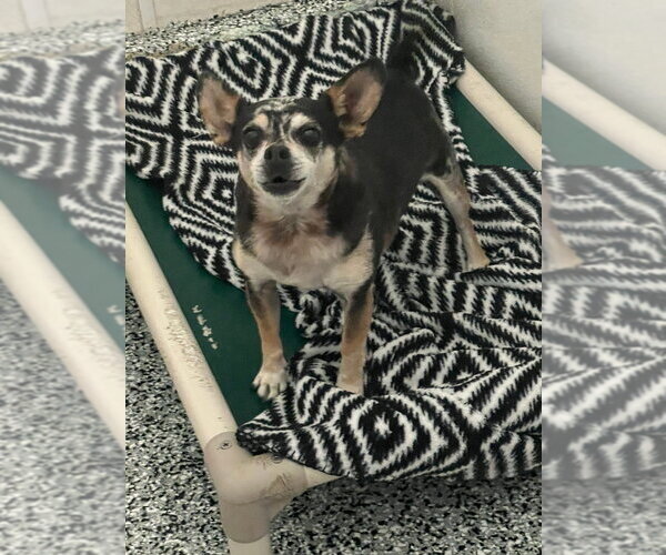 Medium Photo #3 Chihuahua Puppy For Sale in Emmett, ID, USA