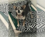 Small #2 Chihuahua