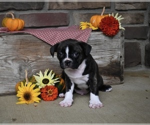 Faux Frenchbo Bulldog Puppy for sale in MILLERSBURG, OH, USA