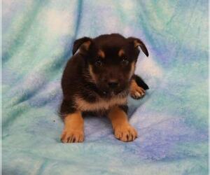 Mutt Dogs for adoption in Thief River Falls, MN, USA